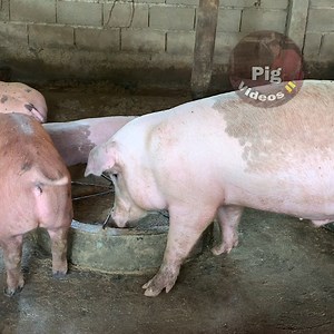 Best Pig Farm After Eat, Very Good Breed❤ #pigs #farm #pigvideo #howtopigfarm #brand #breed #best #pigfarmforbeginner #technologypigfarming | Pig Videos