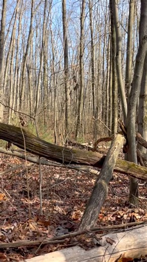 Pennsylvania rifle season, ground set up! #deerhunting #whitetailhunting #hunttheseason