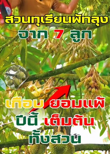 🔥#คู่หูsaveไร่ จาก 7 ลูกเกือบยอมแพ้ ➝ ปีนี้เต็มต้นทั้งสวน ติดต่อแอดมิน : in box 🔹 เว็บไซต์ : https://avengerslink.com/worldplant/saitan-sounsan 🔹 Line : https://lin.ee/44waTjDL 🔹 Facebook : https://www.facebook.com/AgriBuddywci? 🔹Youtube : https://youtube.com/channel/UCBQ6uKW1fEJZIGYPP_IgIUQ?si=sBZn1zTVH9wwnw5O 🔹 ด่วนปรึกษาฟรี : 092-072-9500 | 086-262-96397 ……………………………………………… #คู่หูเกษตรกรทั่วไทย #คู่หูsaveไร่ #สวนทุเรียน #สวนเอ็มพัทลุง