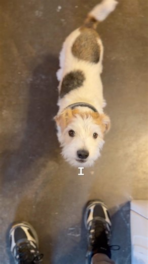 wakes up w/ball in mouth🤠 #Emma #jackrussell #pets #baller #fetch #master #dogs #kennel #OG