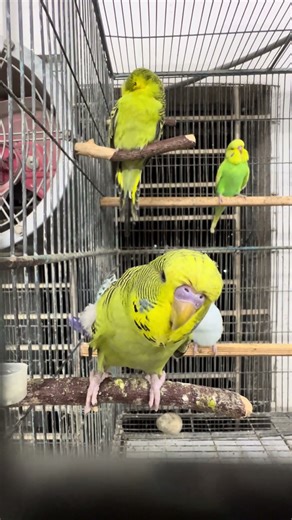 Don't blink! The action is non-stop. 🐦 #FastPacedFun #BirdShow