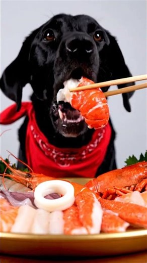Dog eating shrimp and squid with chopsticks is peak comedy 🐾 #dogeating #funnydog #shorts