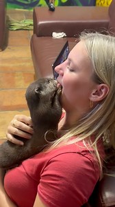 904K views · 8.8K reactions | Baby Otters Are So Weird, they have some sort of JEDI mind control over people when they want to get inside your mouth .. Who could say no to a baby otter  come visit our AMAZING Animals book now at AnimalEDventures.com | Animal EDventure Park & Safari | Facebook