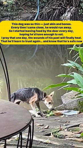 The Dog Who Was Too Scared to Be Loved #starydog #lovestory #cutest #rescue #rescuestory #starydogs #cute #reelsviral #rescued #reelsinstagram😍 #reelsviralvideo❤️❤️❤️❤️ #dogs #loveanimals #loveanimals❤️ | Hearts for Wildlife