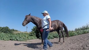 46 reactions · 5 comments | Noche Miller, one of the instructors with Horse tricks 101, demonstrates targeting and explains why it is one of the most important things to teach your horse. Join Horse Tricks 101 and have more fun with your horse. #horsetraining #horsetricks #horsetricks101 #rewardbasedtraining | Horse Tricks 101 | Facebook