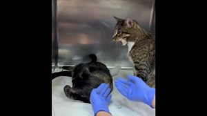 2.1K views · 246 reactions | ADOPTED. ID 57736307 Luna came in with...
