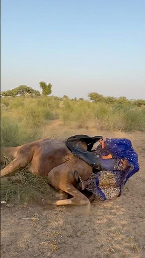 رحلة الجمل المتعبة في الصحراء | لحظة سقوط غير متوقعة