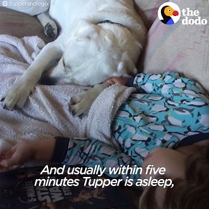 32M views · 27 reactions | This little boy has autism, and his dog knows exactly how to make his nightmares stop and calm him down  | The Dodo | Facebook