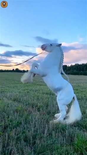 The Horse – One of the Most Expensive and Loyal Animals in the World#animallover#didyouknow#facts