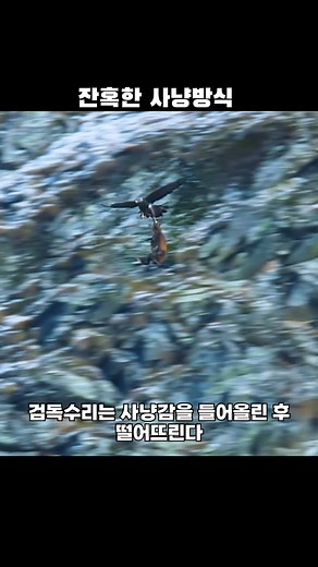 더인포 | 잔혹한 사냥방식 #animal | Instagram