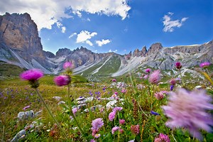 Tutto quello che dovete sapere sul fiore del vostro mese di nascita