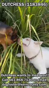 7.7K views · 155 reactions | CHALLENGE! Try to watch the first 15 seconds of this video without smiling. Bet you can't! If you're looking for a beautiful and very dog friendly dog, you've found her! Dutchess is so fun and affectionate! This video is just a tiny sample of the joy that Dutchess will bring into your home! She's in a foster home right, but she's clearly ready to find her forever family! You. Will. Smile. #Dutchess #1183846 | Kern County Animal Services | Facebook