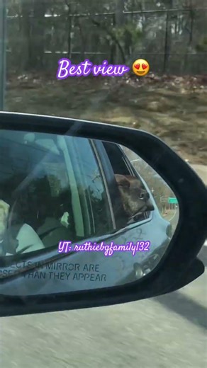 Pitbull jowls flapping in the breeze car ride open window happy #pibble #pittie #seniordog #cute