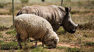 1M views · 854 shares | When this white rhino’s mother was killed, she found support from a sheep. | Beautiful News | Facebook