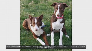 The McNab Dog: Pros and Cons of This Energetic Herding Breed