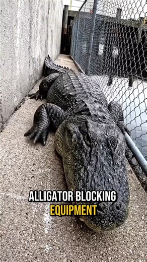 Alligators sometimes use water channels and cooling canals near human infrastructure as habitat. On July 14, 2024, engineer Mark Harris spotted a 9‑foot alligator wedged near a canal pathway at his hydro‑related facility in rural Louisiana. The animal’s presence blocked worker access to essential equipment. Harris and his crew held a safe distance and called licensed wildlife officers. Professionals familiar with nuisance alligator removal responded, using specialized poles and capture gear to g