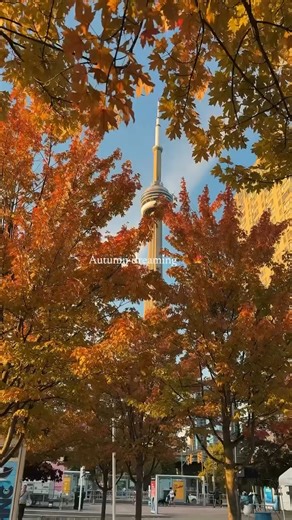 POV: You’re walking through Toronto and everything’s sun-kissed 🌞🍂 📽️ @wander_with_silence via IG . . . #SeeTorontoNow #FallinToronto #AutumnVibes | Destination Toronto