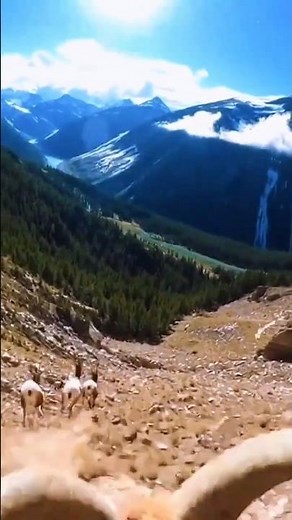 Mountain Goat Running POV 🐐 #viral #mountains #wildlife