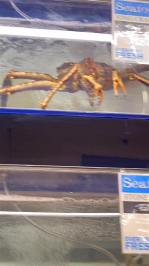 Toon Changmani on Instagram: "I’m curious but also nervous 😅 Should I try cooking live king crab, or would you rather see a safer, already-cooked version? Tell me what you think 💬 #KingCrab #SeafoodLover #HomeChef #CuriousButNervous #HelpMeDecide #YouDecide #FoodReels #FoodTok #FirstTimeTrying #KitchenDiaries #fyp #fpy"