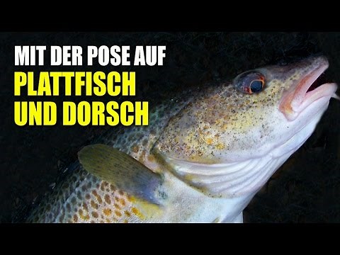 Angeln mit der Pose auf Plattfisch und Dorsch
