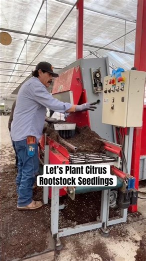 Planting Citrus Rootstock Seedlings