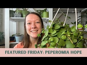 PEPEROMIA HOPE: How I care for my peperomia hope