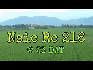 Inbred Rice|Nsic Rc 216|Rice farming