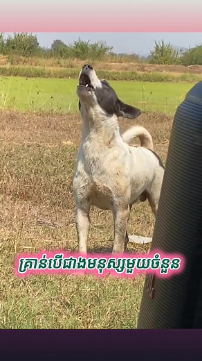 2.3K views · 35 reactions | 殺♥️ ចេះណាស់កូនពៅ! #dog #sing a #song #khmer #traditional #wedding #musica | ទំព័រកម្សាន្ត- TPKS | Facebook