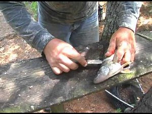 How to fillet a Walleye