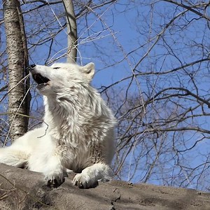Courage doesn't always roar, sometimes it sings. #StandForWolves | Wolf Conservation Center