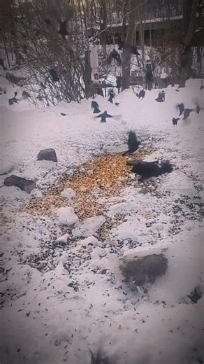 glitch in the matrix #reverse