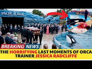 The Horrifying Fateful Moments of Killer Whale Trainer Jessica Radcliffe | orca attack