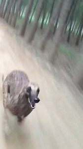 Tiger Speed. A spotted greyhound breaks the speed barrier in a thrilling race against a motorcycle. 🚀⚡ #Greyhound #Speed #Race #Amazing #Challenge | Pro Hounds World