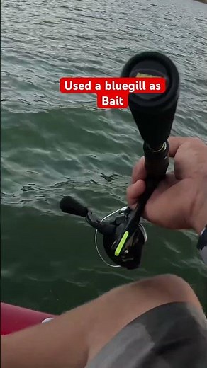 Caught a monster, while using a bluegill as bait #fishing #fish #outdoors #monster