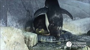 184K views · 2.2K shares | Our penguin keepers were lucky enough to capture this rare clip of Macaroni Penguin "Sweet Pea" laying the first egg of the 2016 nesting season! Watch as proud papa "Paulie" celebrates with a loud call seconds after the egg appears. #WorldPenguinDay | Tennessee Aquarium | Facebook