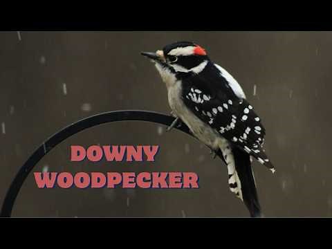 Downy Woodpecker Call & Sound - Listen to Nature's Drummer! 🐦🌲