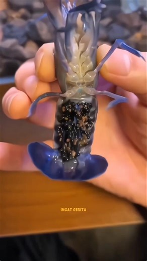 Pria Ini Menemukan Lobsternya Kehilangan Capit #shorts