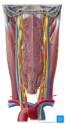 Parapharyngeal and retropharyngeal spaces