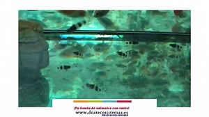 Gobio Avispa 2-3 cm Sel. Brachygobius doriae NZ-ES450810000060 Encuentralos en nuestra web www.dnatecosistemas.es o en el link https://www.dnatecosistemas.es/tienda-peces-agua-dulce-y-fria-y-marino/peces-agua-dulce/gobios/gobio-avispa-albepet.html | DNATecosistemas