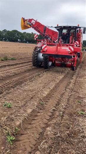 1.7K views · 804 reactions | ✨ Another Platinum delivery! Our...