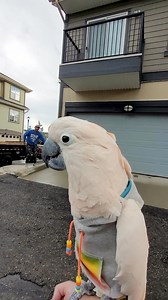 Talkative Max makes a friend "Hello Bird" 🤣 #cockatoo #talkingparrot | Max the Moluccan