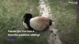 6.9K views · 362 reactions | The easiest way from pont A to point B (source: msn.com/en-us/video/animals/happy-panda-loves-sliding-around-his-enclosure/vi-AA1jhAPa?ocid=socialshare) | The Great Panda Conspiracy | Facebook