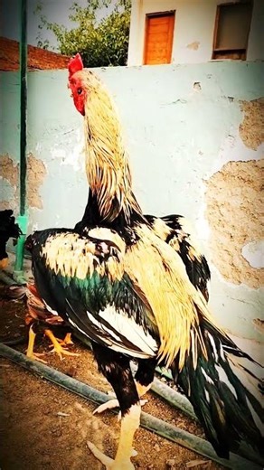 Java Aseel Patta 🔥Elite Fighter Breed.👿👿