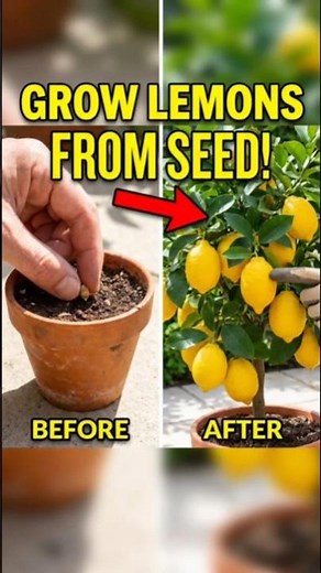 🍋 Grow a Lemon Tree From a Seed! 🌱 | Easy Home Gardening Hack