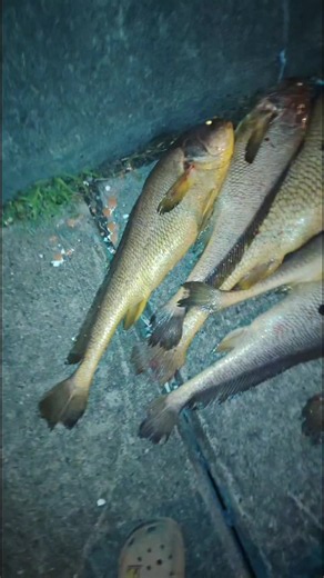 Pesta Memancing Malam: Strike Ikan Pegok & Tips Jom Memancing