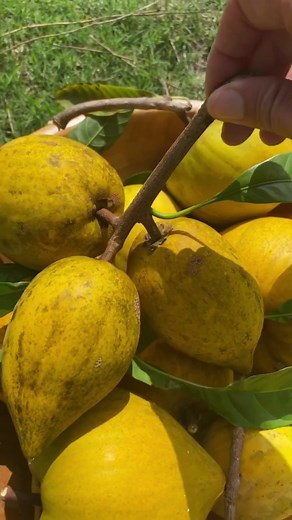 What Is the Name of This Rare Fruit? Discover the Taste of Canistel!