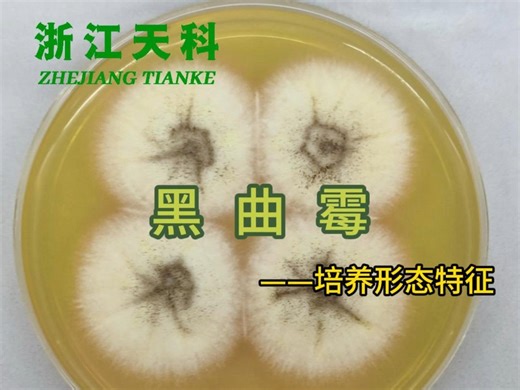 菌菌观察记丨第二十四期——黑曲霉