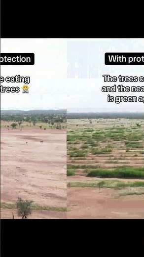 yes goats love to eat trees