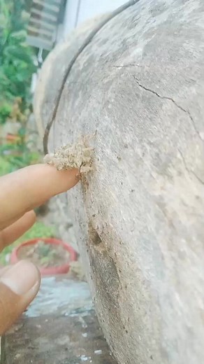 37K views · 377 reactions | Masked Hunter insect | Wild HD Thapa | Facebook