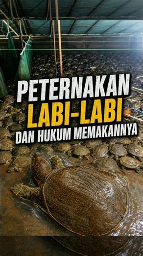 PETERNAKAN LABI-LABI DAN HUKUM MEMAKANNYA....